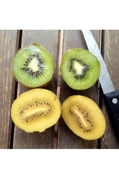  Актинідія делікатесна Голд